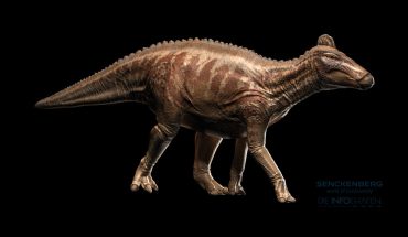 kunst senckenberg Edmontosaurus c Die Infografen